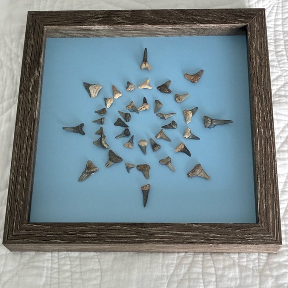 Other - Framed Shark Tooth Display on Blue Background